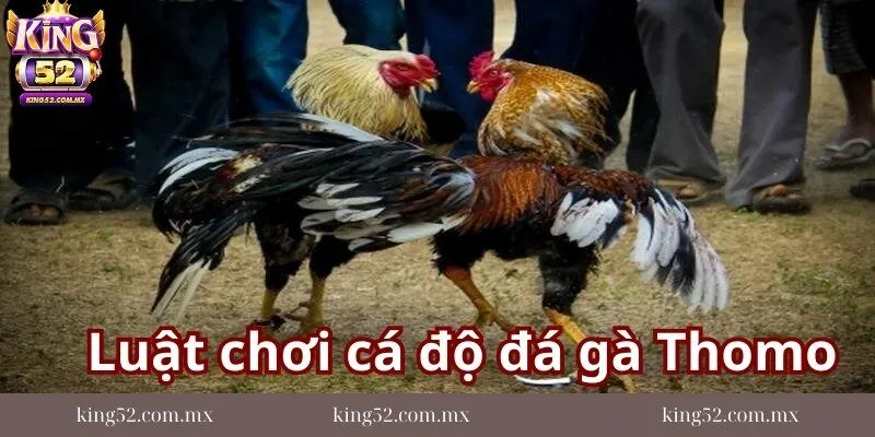 mot-so-luat-choi-ca-do-da-ga-thomo-ma-ban-can-nam